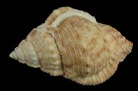 藏品(麗珠蛙螺)的圖片